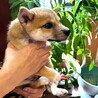 柴犬風の子犬『いもたん』♂ サムネイル4