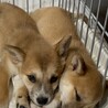 柴犬風の子犬『いもたん』♂ サムネイル5