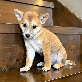おっとりマイペースな子犬の『くりたん』♂