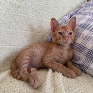 可愛い人懐こい茶トラ しらせ君