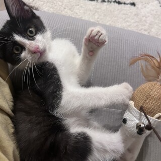 飼い主募集中！