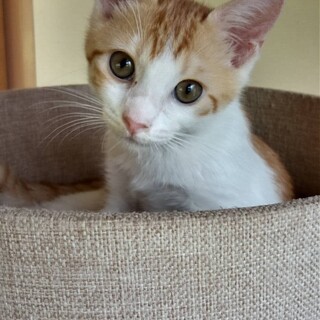 あまえんぼう♡てまりちゃん