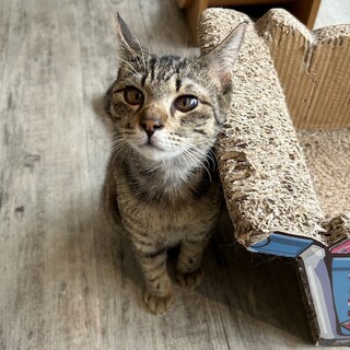 鳩のモノマネする『ぽぽ丸』