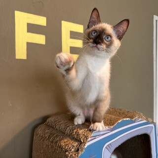 ネオギャル『兼近』