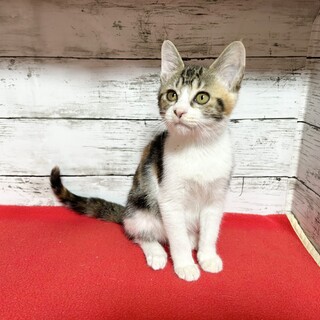 推定2024年8月生 三毛♀ひのとりちゃん♡
