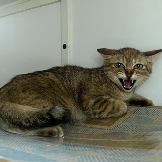 DIY女子『ビビ』