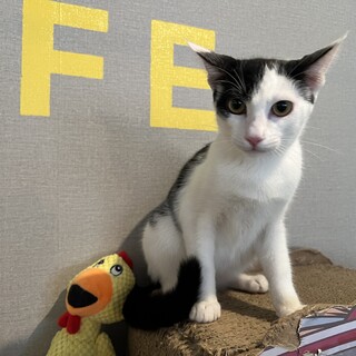 小判鮫猫『景虎』