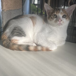 あかんたれミケちゃん3ヶ月