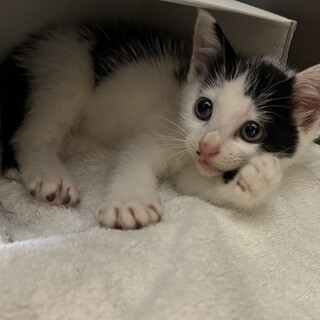 甘えん坊で可愛い⭐︎きすけくん