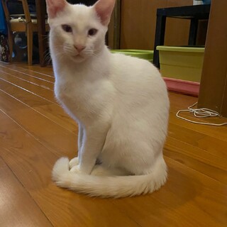 【10/27⭐️堺東にて譲渡会】参加猫チカラくん