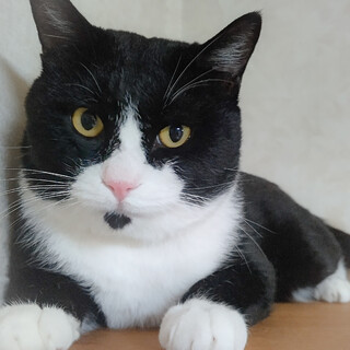 顎髭、靴下、丸顔。特徴的な甘えんボーイ＊オセロ