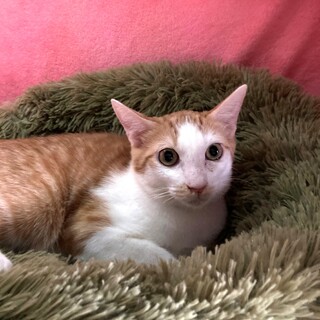 【11/23東銀座】チャールズくん★7ヵ月半♪