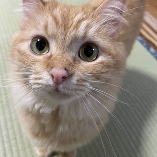 ちょっと、丸っこい　”茶太郎くん”