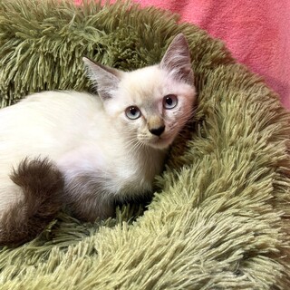 【10/20東銀座】チャイくん★2ヵ月半♪