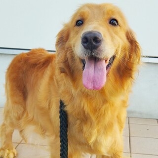 4歳　メス　ゴールデンレトリバー