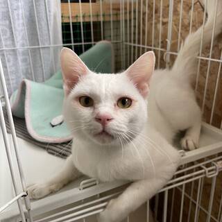 【緊急募集】保護した白猫ちゃん