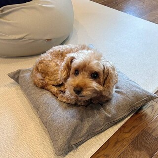 甘えん坊トイプードル男の子