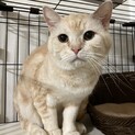 困り顔が可愛いクリーム色のマンチカン、げんちゃん