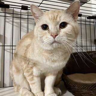 困り顔が可愛いクリーム色のマンチカン、げんちゃん