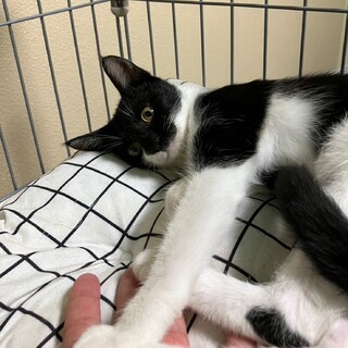 控えめな女の子♡魅力的な顔模様の美人さん