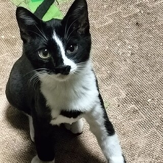 クロシロハチワレの男の子