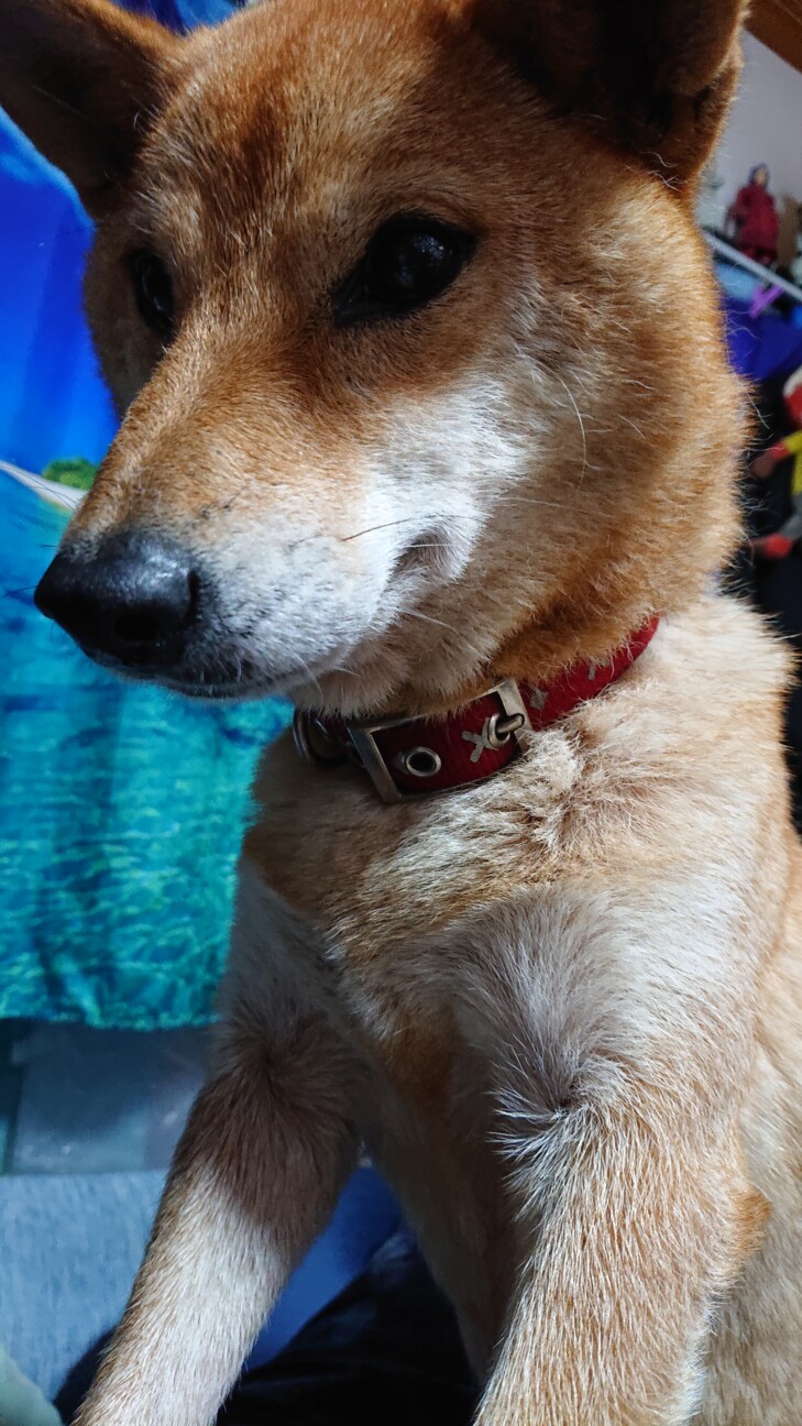 大人しいキツネ顔の柴犬の女の子 サムネイル3