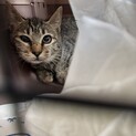 生後半年ほどのギジネコ