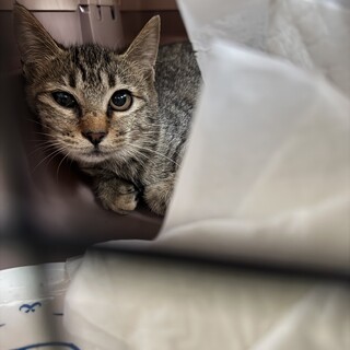 生後半年ほどのギジネコ