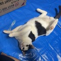 推定3歳のハチワレ男の子
