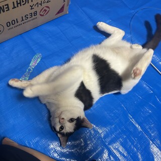 推定3歳のハチワレ男の子