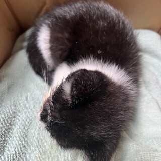 白黒こねこのおとこのこです。