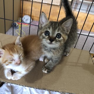 月齢一ヶ月の姉弟