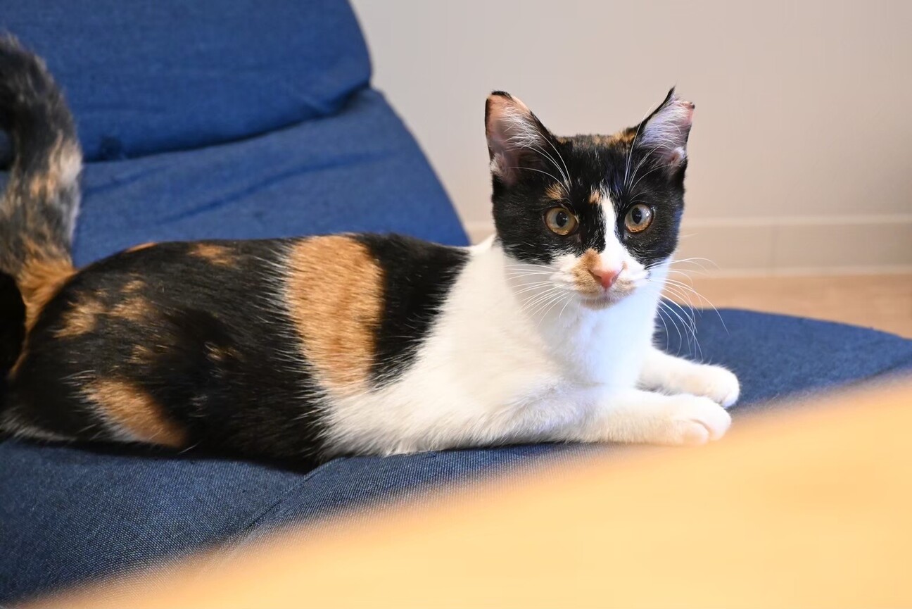 お膝に乗る珍しいマスク柄」大阪府 - 猫の里親募集(472917) 6枚目の