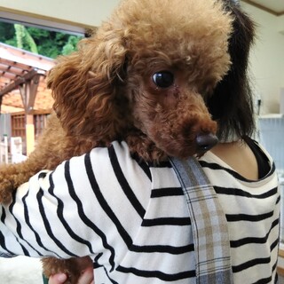 かわいいプードルの女の子　5才