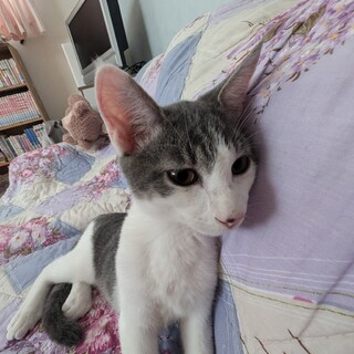 天真爛漫ゴロゴロ綺麗なサバシロ君