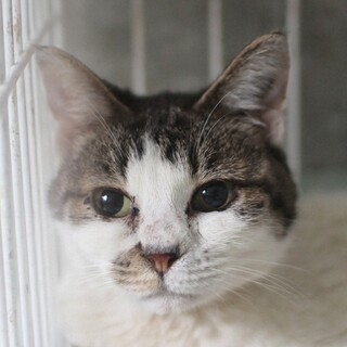 引っ込み思案な女の子☆白キジの和(なごみ)ちゃん