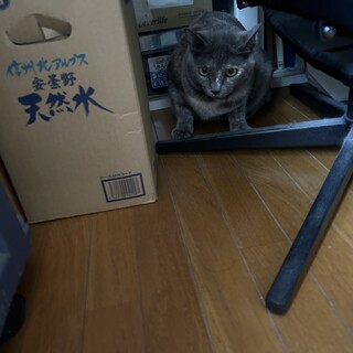 大人しい8歳くらいのメス猫です