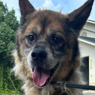 人が好き☆スリスリ犬のからあげクン