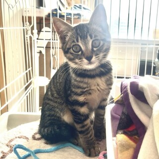 人馴れ訓練中！控えめな男の子★プリッツくん