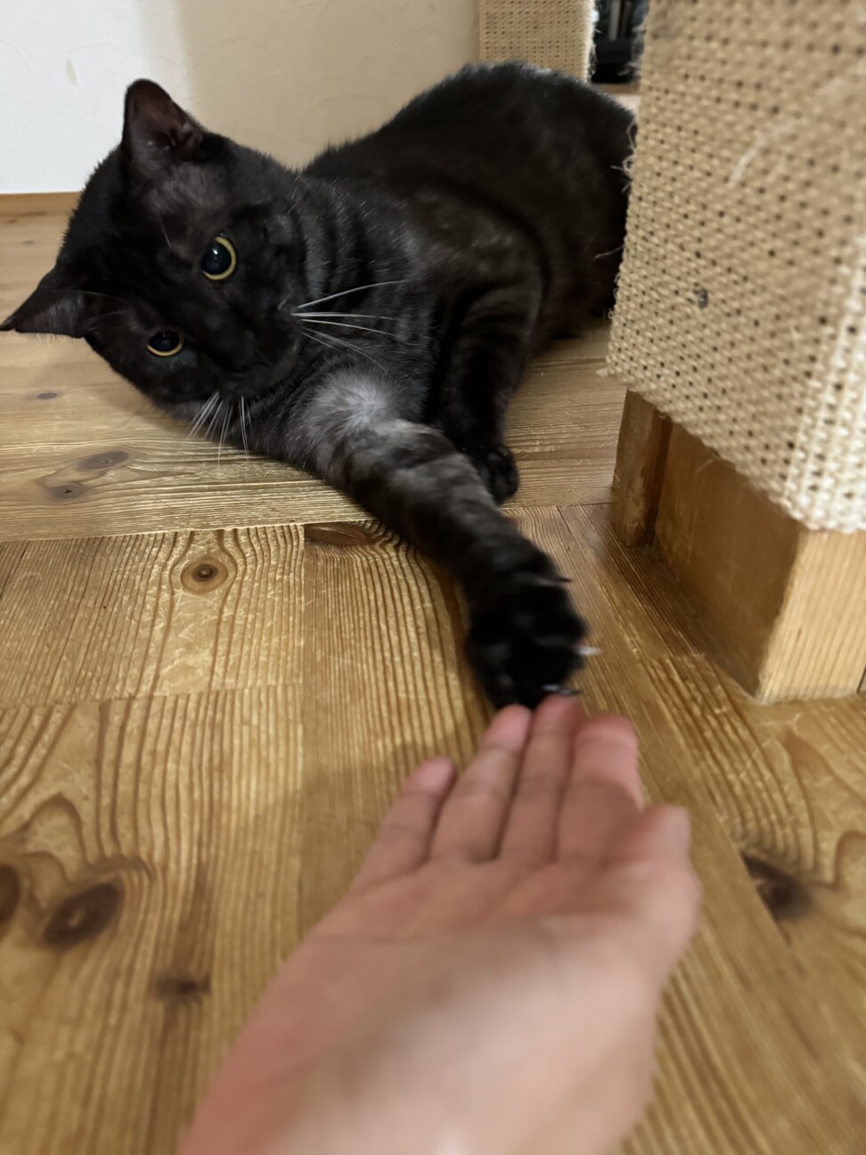 チャオチャオちゃ男くん サムネイル3