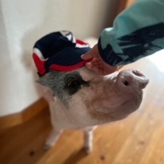 マイクロブタ里親を募集します