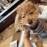 の写真