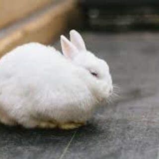 うさぎ
