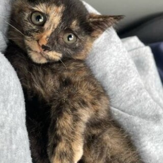 サビ猫、さーちゃん、かわいいな。２か月