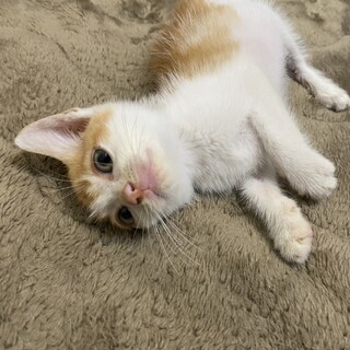 生後1ヶ月茶トラ仔猫ちゃんです！トイレ覚えてます！