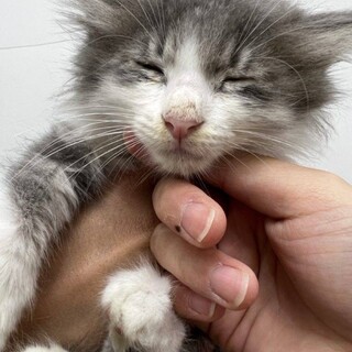 甘えん坊のベムです。２か月