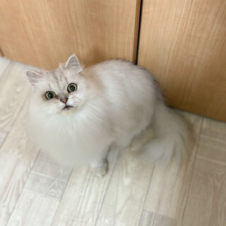 とっても甘えん坊のチンチラの女の子