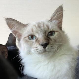 【10/20譲渡会】ダイスくん