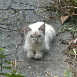 イケメンですけど