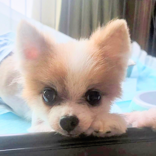 小さな体で元気一杯な甘えん坊♪